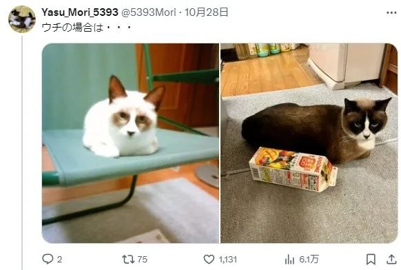 收养了只白色小奶猫 4年后彻底黑化 诈骗吗(组图)