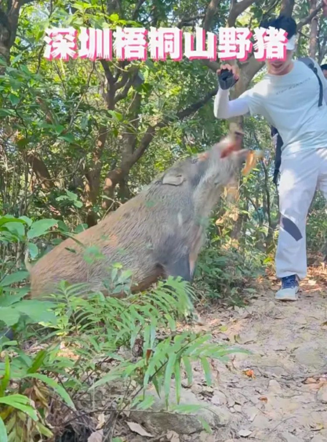 深圳梧桐山有游客徒手投喂野猪，管理处回应